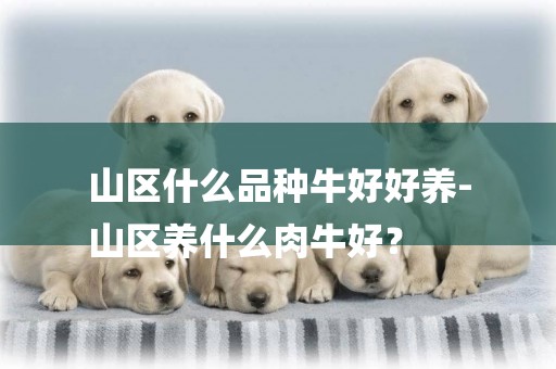 山區什么品種牛好好養-
山區養什么肉牛好？
