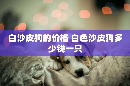 白沙皮狗的價格 白色沙皮狗多少錢一只