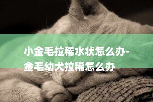 小金毛拉稀水狀怎么辦-
金毛幼犬拉稀怎么辦