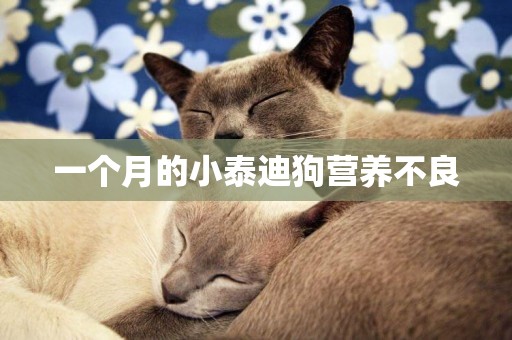 一個月的小泰迪狗營養不良