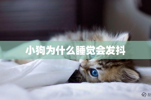 小狗為什么睡覺會發抖