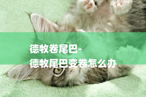 德牧卷尾巴-
德牧尾巴變卷怎么辦