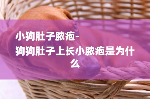 小狗肚子膿皰-
狗狗肚子上長小膿皰是為什么