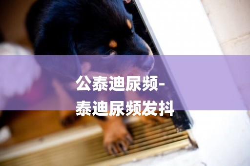 公泰迪尿頻-
泰迪尿頻發抖