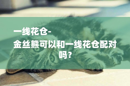 一線花倉-
金絲熊可以和一線花倉配對嗎？