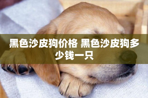 黑色沙皮狗價格 黑色沙皮狗多少錢一只