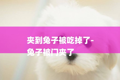 夾到兔子被吃掉了-
兔子被門夾了