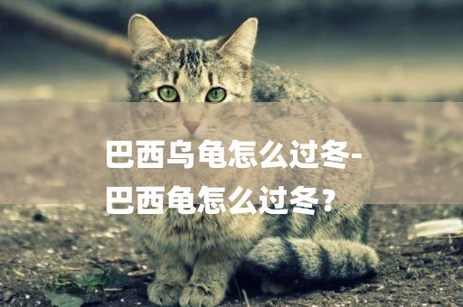 巴西烏龜怎么過冬-
巴西龜怎么過冬？