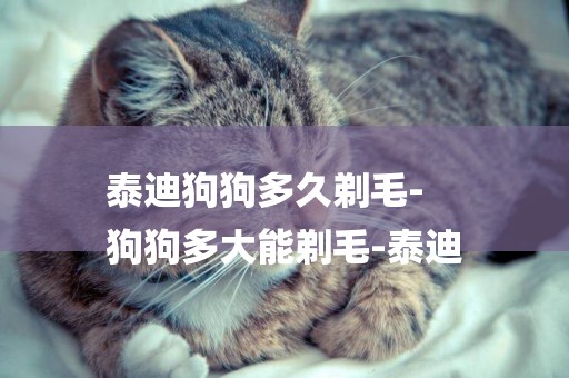 泰迪狗狗多久剃毛-
狗狗多大能剃毛-泰迪
