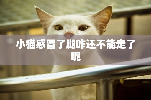 小貓感冒了腿咋還不能走了呢