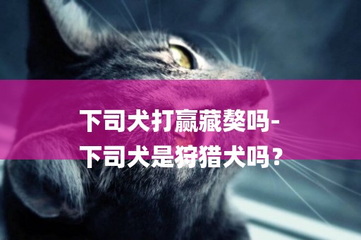 下司犬打贏藏獒嗎-
下司犬是狩獵犬嗎？