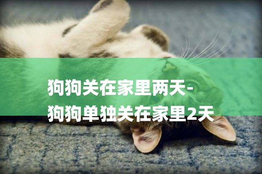 狗狗關在家里兩天-
狗狗單獨關在家里2天