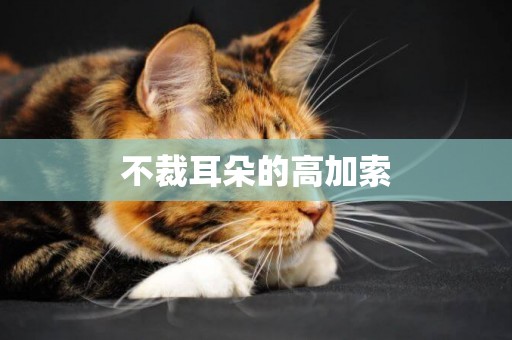 不裁耳朵的高加索