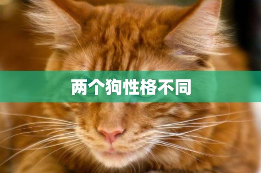 兩個狗性格不同