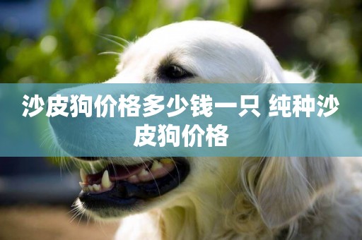 沙皮狗價格多少錢一只 純種沙皮狗價格