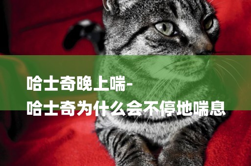 哈士奇晚上喘-
哈士奇為什么會不停地喘息