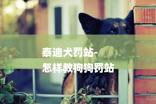 泰迪犬罰站-
怎樣教狗狗罰站