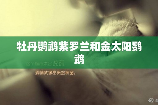 牡丹鸚鵡紫羅蘭和金太陽鸚鵡