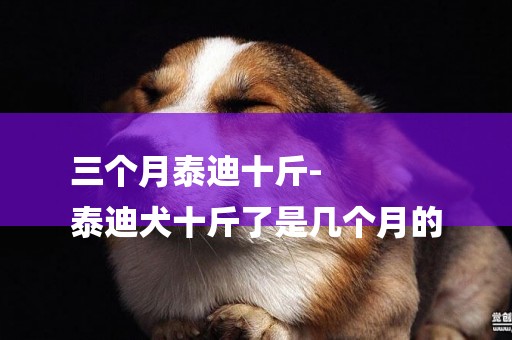 三個月泰迪十斤-
泰迪犬十斤了是幾個月的
