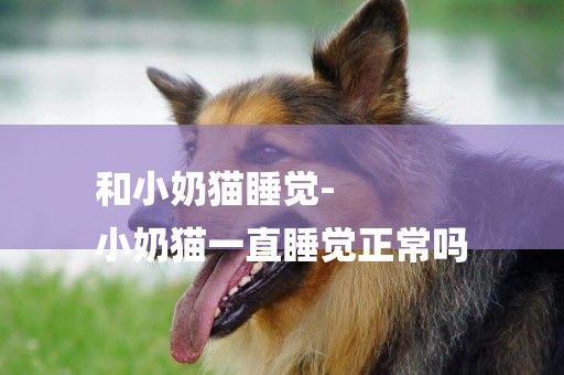 和小奶貓睡覺-
小奶貓一直睡覺正常嗎