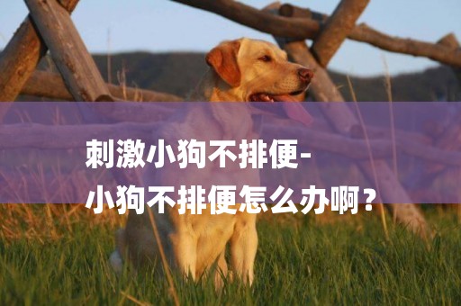 刺激小狗不排便-
小狗不排便怎么辦啊？