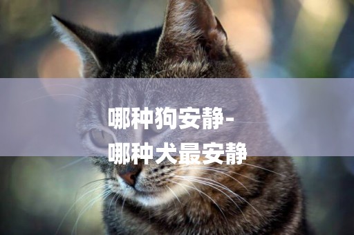 哪種狗安靜-
哪種犬最安靜
