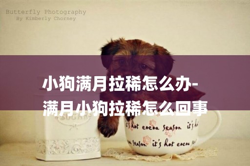 小狗滿月拉稀怎么辦-
滿月小狗拉稀怎么回事