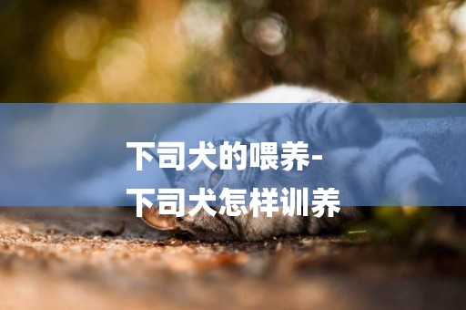 下司犬的喂養-
下司犬怎樣訓養