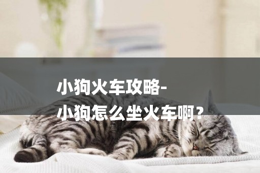 小狗火車攻略-
小狗怎么坐火車啊？