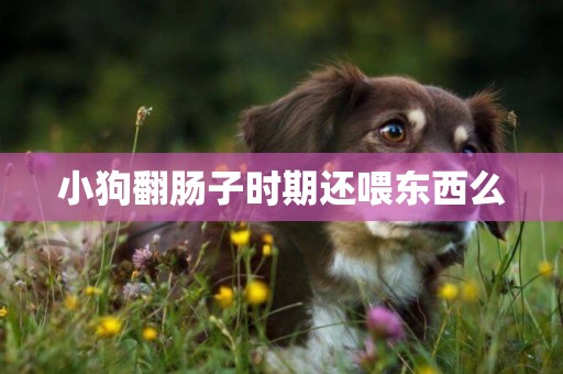 小狗翻腸子時期還喂東西么