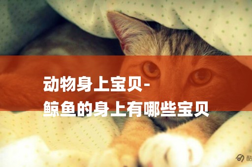 動物身上寶貝-
鯨魚的身上有哪些寶貝