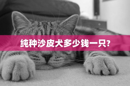 純種沙皮犬多少錢一只?