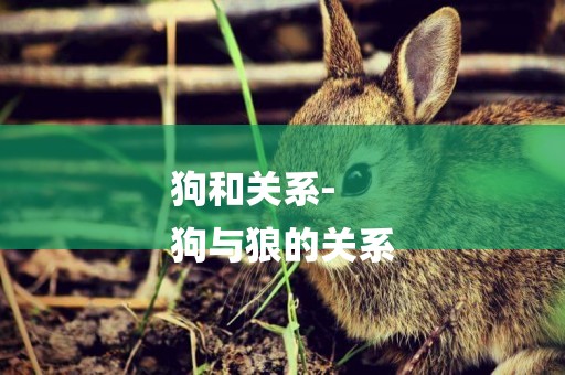 狗和關系-
狗與狼的關系