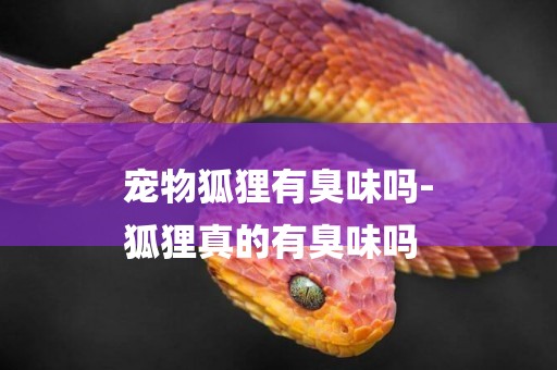 寵物狐貍有臭味嗎-
狐貍真的有臭味嗎