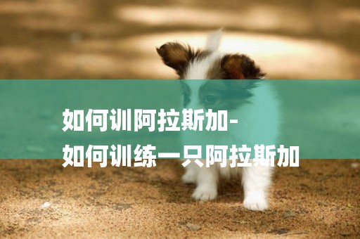 如何訓阿拉斯加-
如何訓練一只阿拉斯加