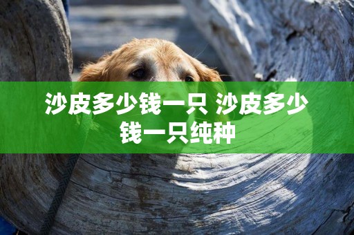 沙皮多少錢一只 沙皮多少錢一只純種