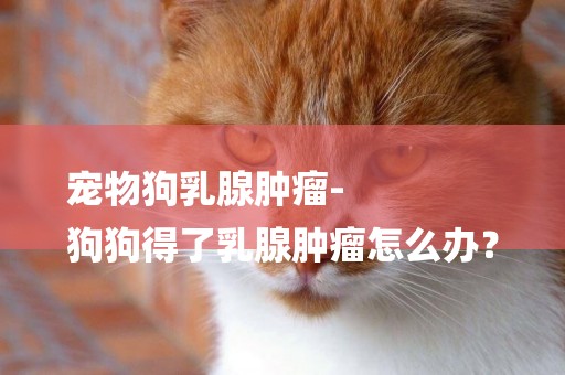 寵物狗乳腺腫瘤-
狗狗得了乳腺腫瘤怎么辦？