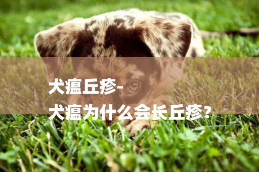 犬瘟丘疹-
犬瘟為什么會長丘疹？