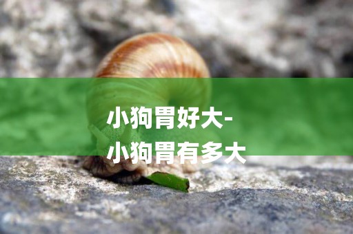 小狗胃好大-
小狗胃有多大