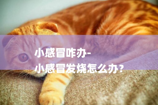 小感冒咋辦-
小感冒發燒怎么辦？
