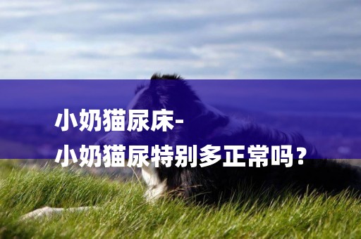 小奶貓尿床-
小奶貓尿特別多正常嗎？