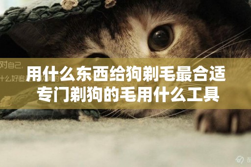 用什么東西給狗剃毛最合適 專門剃狗的毛用什么工具