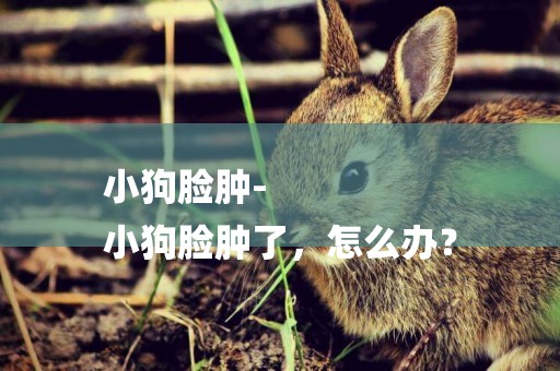 小狗臉腫-
小狗臉腫了，怎么辦？