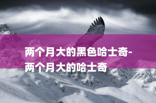 兩個月大的黑色哈士奇-
兩個月大的哈士奇
