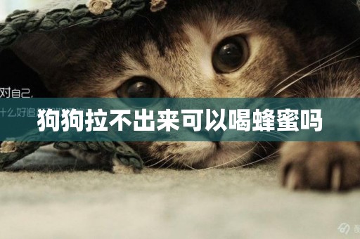 狗狗拉不出來可以喝蜂蜜嗎