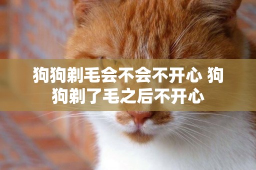 狗狗剃毛會不會不開心 狗狗剃了毛之后不開心