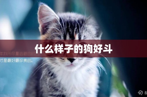什么樣子的狗好斗