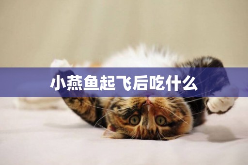 小燕魚起飛后吃什么