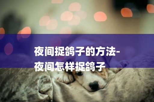 夜間捉鴿子的方法-
夜間怎樣捉鴿子