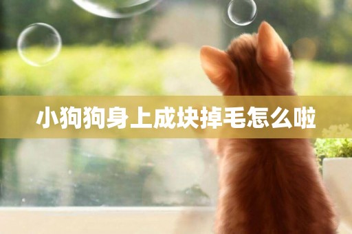 小狗狗身上成塊掉毛怎么啦